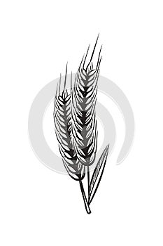 Wheat ears sketch. Vintage wheats organic grains ear for bread or beer isolated hand draw vector illustration
