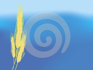 Wheat ears sky background