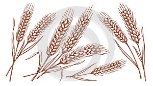 Wheat ears, spikelets set. Hand drawn rye in vintage engraving style. Farm organic food concept. Vector illustration