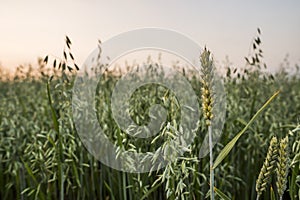 Wheat ears sting on a oats field. Close up on a green ears of wheat growing in the field in evening sunset sky