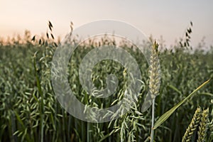 Wheat ears sting on a oats field. Close up on a green ears of wheat growing in the field in evening sunset sky