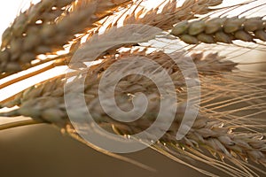 Wheat ears in the sun