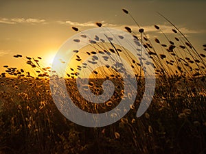 wheat ears at sunset
