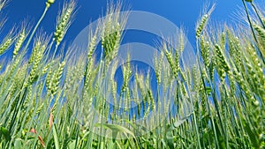 Wheat ears sway in wind. Low anlgle view. Agriculture industry. Beautiful blue sky. Farming wheat on farm. Field of ripe