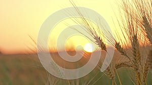 Wheat ears swaying in the wind in field, close-up, sunset background, ripe crops