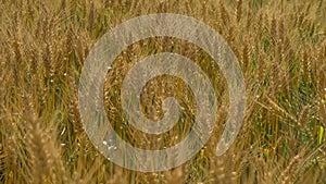 Wheat ears swing in the field from the wind, in slow motion. Harvest of cereals. Movement of golden spikelets of wheat.