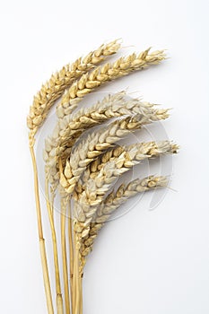 Wheat ears (triticum)