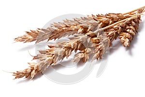 Wheat ears (Triticum spp), clipping paths photo