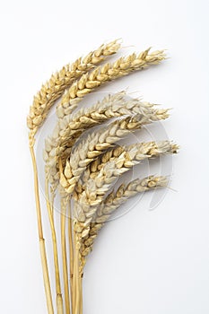 Wheat ears (triticum) photo
