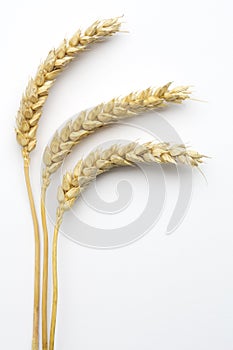 Wheat ears (triticum)