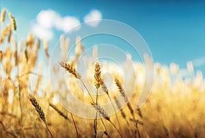 Wheat ears under blue sky