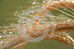 Wheat Ears and Water Drops