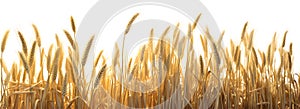 Wheat Ears on the Wheat Field isolated on white background, agriculture concept, horizontal banner design, realistic design