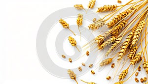 Wheat ears on a white background
