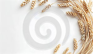 Wheat ears on a white background