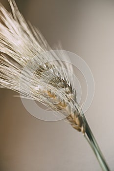 Wheat ears on white background. Wheat spikes close up.