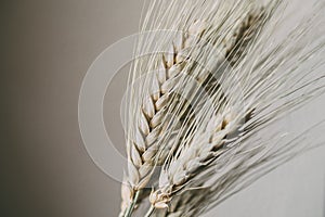 Wheat ears on white background. Wheat spikes close up.