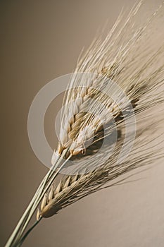 Wheat ears on white background. Wheat spikes close up.