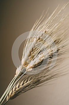 Wheat ears on white background. Wheat spikes close up.