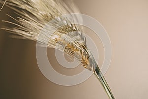 Wheat ears on white background. Wheat spikes close up.