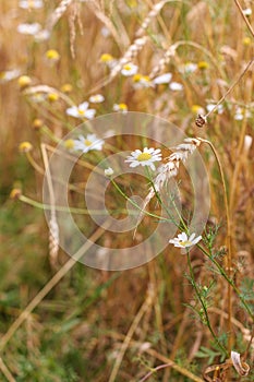 Wheat ears and white daisies glow in the bright summer sunshine