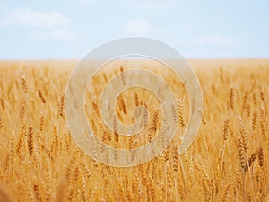 Wheat ears at the yellow wheat field under the blue sky