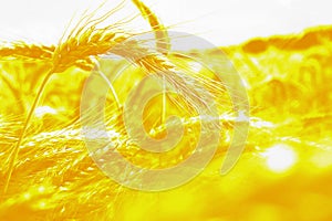 Wheat ears yellow sunset. Wheat field sunlight background. Nature landscape.