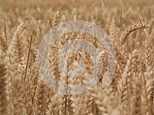 Wheat epi photo
