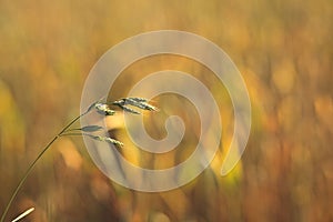 Wheat in the evening mood