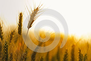 Wheat farm background wallpaper