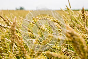 Wheat Farm Field