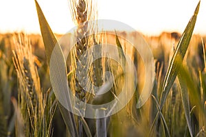 Wheat Farm Field at Golden Sunset or Sunrise