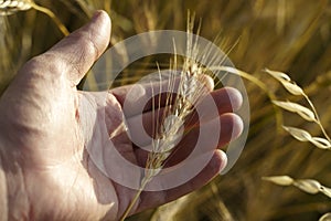 Wheat in a farmer& x27;s hand in an agricultural field during the harvest at sunset. Agriculture, food, nature, bread