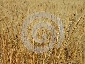 wheat  farmers harvest