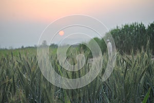 wheat farming