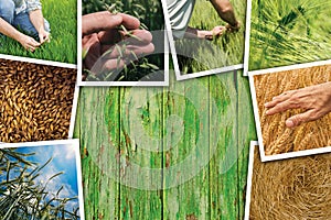 Wheat farming in agriculture photo collage