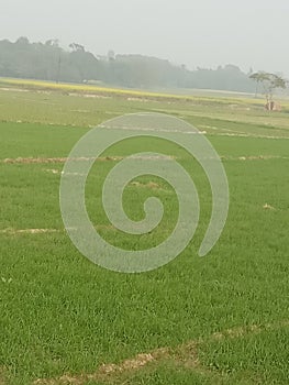 Wheat farming in Indian field.