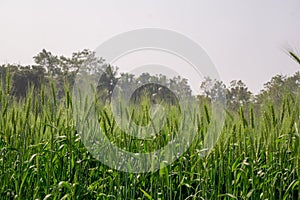 Wheat farming landscape of Bangladesh. Green grain wheat field in South Asia. Close up of wheat grains