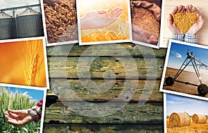 Wheat farming photo collage