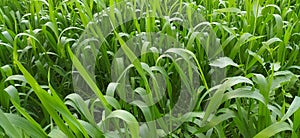 Wheat farming plant germination