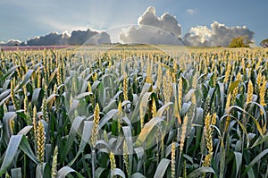 Wheat Farmland in Dusk