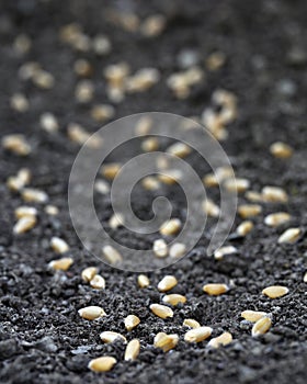 Wheat in fertile soil