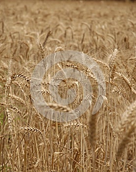 Wheat field