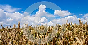 Wheat field