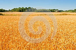 Wheat field