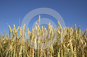 Wheat field