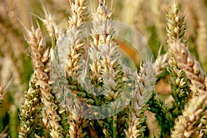Wheat on a field