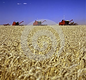 Wheat field