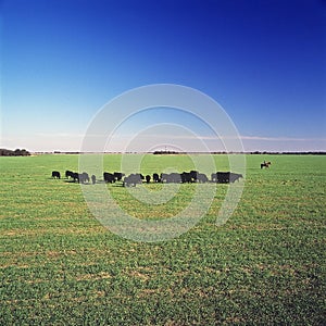 Wheat field