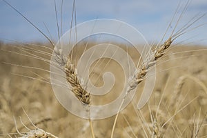 Wheat on the field